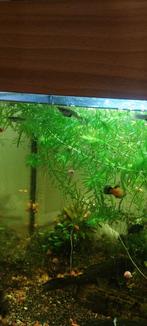 Aquarium, Dieren en Toebehoren, Vissen | Aquaria en Toebehoren, Ophalen, Gebruikt, Gevuld zoetwateraquarium