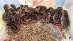 Parelhoen kuikentjes, Dieren en Toebehoren, Pluimvee