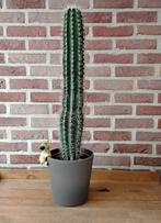Mooie grote cactus, Ophalen, Cactus