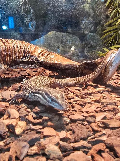 Diversen reptielen en amfibieën, Dieren en Toebehoren, Reptielen en Amfibieën, Amfibie