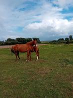 Fokmerrie, Dieren en Toebehoren, Paarden, Merrie, Springpaard, Gechipt, M