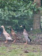 Loopeenden 2025, Meerdere dieren, Eend