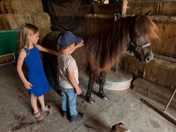 Lieve a pony beschikbaar voor biedingen