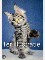 Gezocht Maine Coon poes niet gesteriliseerd, Dieren en Toebehoren, Poes, Met stamboom, 0 tot 2 jaar