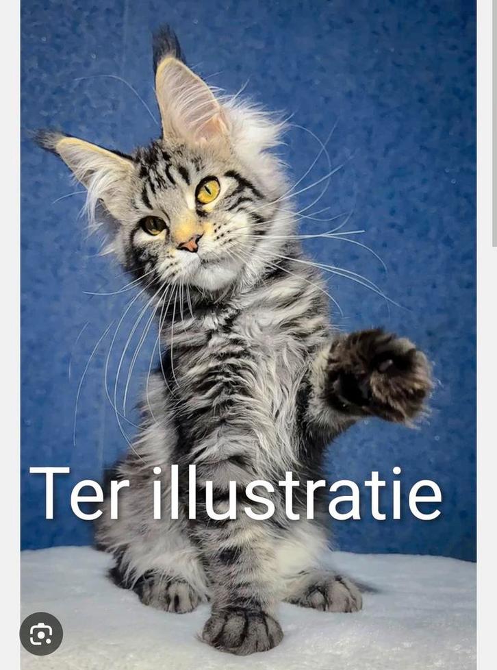 Gezocht Maine Coon poes niet gesteriliseerd, Dieren en Toebehoren, Katten en Kittens | Raskatten | Langhaar, Poes, 0 tot 2 jaar