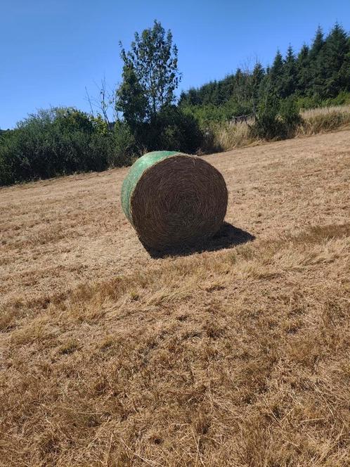 Ballot de foin, Zakelijke goederen, Landbouw | Veevoer, Ophalen