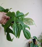 Philodendron ghost, Huis en Inrichting, Kamerplanten, Ophalen of Verzenden