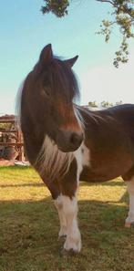 Prachtige bonte  mini merrie, Dieren en Toebehoren, Merrie