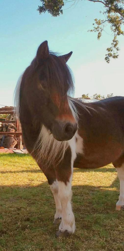 Prachtige bonte  mini merrie, Dieren en Toebehoren, Paarden, Merrie