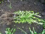Lonicera nitida maigrun bodembedekker / haagplantje, Tuin en Terras, Planten | Tuinplanten, Vaste plant, Ophalen of Verzenden