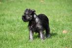 Dwergschnauzer pup te koop (reutje), Dieren en Toebehoren, Honden | Bulldogs, Pinschers en Molossers, 15 weken tot 1 jaar, Buitenland