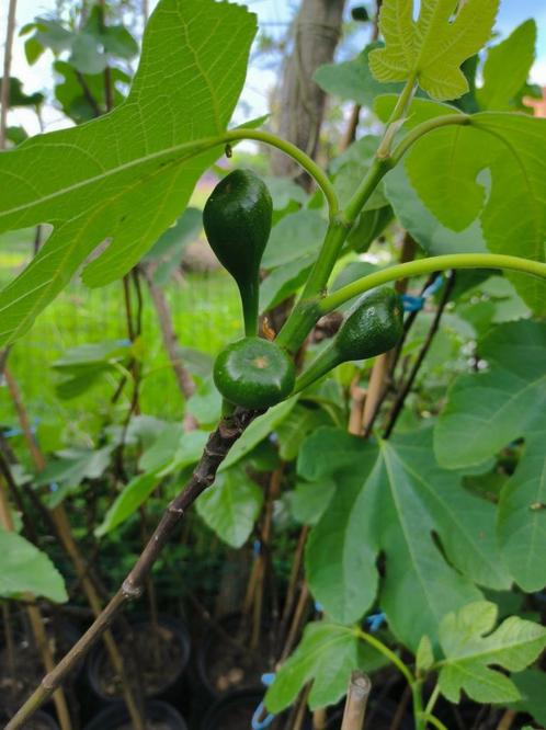 Vijgenbomen, Tuin en Terras, Planten | Fruitbomen, Vijgenboom, Halfschaduw, Zomer, In pot, Ophalen