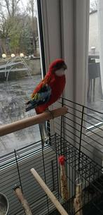 vogel Crimson Rosella, Dieren en Toebehoren, Vogels | Parkieten en Papegaaien