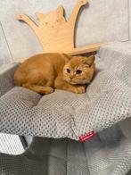 Brits korthaar, Dieren en Toebehoren, Gechipt