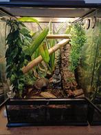 wimpergekko (M, 7j) met compleet ingericht terrarium, Dieren en Toebehoren, Reptielen en Amfibieën, Overige soorten, Met terrarium