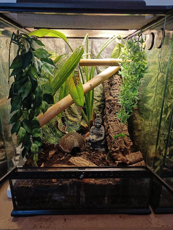 wimpergekko (M, 7j) met compleet ingericht terrarium, Animaux & Accessoires, Reptiles & Amphibiens, Autres espèces, 7 à 10 ans