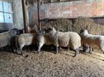 ooien, Dieren en Toebehoren, Vrouwelijk, Schaap