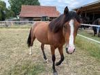 Mooie hengst, Dieren en Toebehoren, Paarden, Minder dan 160 cm, 3 tot 6 jaar, Recreatiepaard, Zadelmak