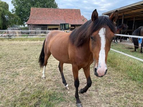 Mooie hengst, Dieren en Toebehoren, Paarden, Hengst, Zadelmak, Minder dan 160 cm, 3 tot 6 jaar, Recreatiepaard