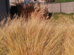 Gratis grassen en bloeiers, Ophalen, Vaste plant, Siergrassen
