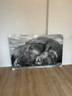Grote zwart-wit canvas print – slapende leeuwen 150x100 cm, Huis en Inrichting, Ophalen, Nieuw, Print