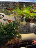 Guppies te koop (ras), Dieren en Toebehoren, Vissen | Aquariumvissen