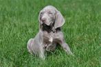 Weimaraner pups te koop - Ouders aanwezig, Dieren en Toebehoren, België, Overige rassen, CDV (hondenziekte), 8 tot 15 weken