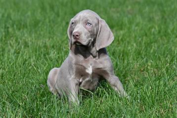 Weimaraner pups te koop - Ouders aanwezig beschikbaar voor biedingen