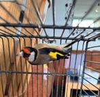 Te koop zuiver parva putters van 2025, Dieren en Toebehoren