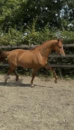 5jarige dressuurmerrie, Dieren en Toebehoren, Merrie, Dressuurpaard, Zadelmak, 3 tot 6 jaar