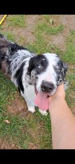 Lieve border collie reu bleu merle 6 maand oud boerderij, Dieren en Toebehoren, Honden | Herdershonden en Veedrijvers, België