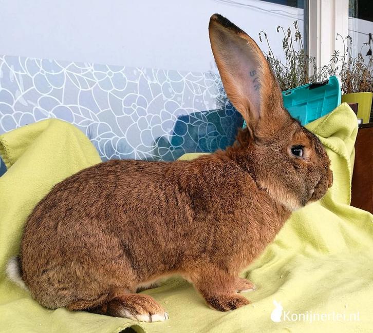 Haaskleur/rode vlaamse reus gezocht, Dieren en Toebehoren, Konijnen