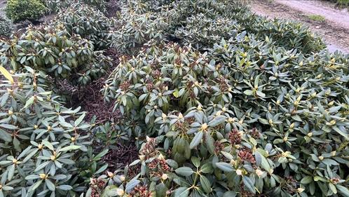 Rhododendron in verschillende soorten leverbaar, Jardin & Terrasse, Plantes | Arbustes & Haies, Rhododendron, Enlèvement ou Envoi