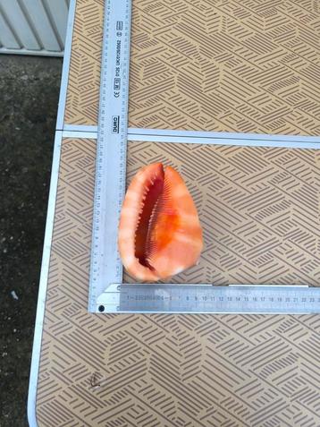 Mooie decoratie schelp, Ophalen