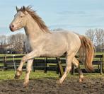 Sprookjes/Droompony(2,5 jarige Connemara Cremello ruin), Dieren en Toebehoren, E pony (1.48m - 1.57m), Met stamboom, Ruin, 3 tot 6 jaar