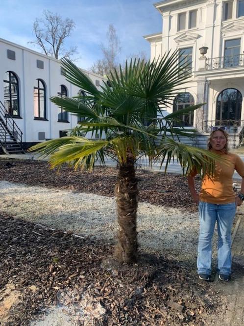 palmbomen te koop, Tuin en Terras, Planten | Bomen, Palmboom, 250 tot 400 cm, Zomer, Ophalen