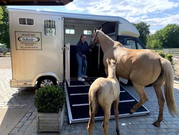 paardencamionette als nieuw te huur b-rijbewijs vanaf 100 € 