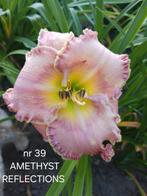 Hemerocallis  AMETHYST REFLECTIONS, Ophalen of Verzenden