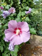 Hibiscus, Tuin en Terras, Planten | Tuinplanten, Ophalen