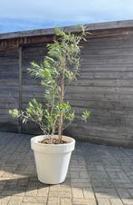 olijfboompje in pot, Tuin en Terras, Planten | Tuinplanten, Volle zon, Vaste plant, Bloeit niet, Ophalen