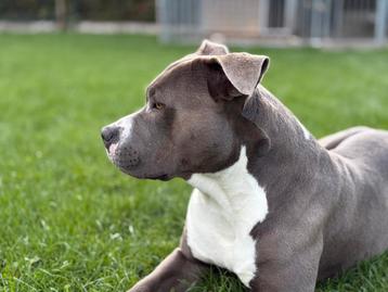 Lieve Amstaff reu – Tygo (blauw/grijs) beschikbaar voor biedingen
