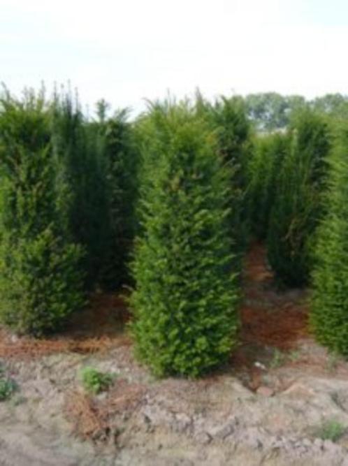 Overstock Haagplant taxus baccata 80/100, Tuin en Terras, Planten | Struiken en Hagen, Haag, Taxus, Minder dan 100 cm, Ophalen