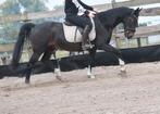 Brave, correcte , ervaren grote E ruin , betuigd en bereden, Dieren en Toebehoren, Pony's, E pony (1.48m - 1.57m), B, Gechipt