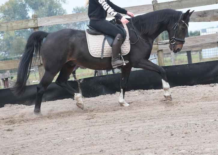 Brave, correcte , ervaren grote E ruin , betuigd en bereden, Dieren en Toebehoren, Pony's, Ruin, B, E pony (1.48m - 1.57m), Recreatiepony