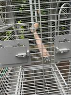 Te koop grote papegaaien kooi, Ophalen, Gebruikt, Metaal, Vogelkooi