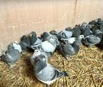 Jonge duiven te koop(marathon), Dieren en Toebehoren, Vogels | Duiven, Postduif
