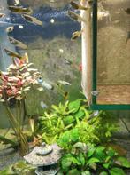 Guppies, Dieren en Toebehoren, Vissen | Aquariumvissen