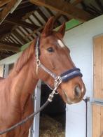 Weidemaatje adoptiepaard, Dieren en Toebehoren, Gechipt, Ruin, Dressuurpaard, 170 tot 175 cm