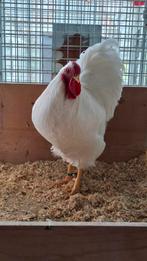 Witte wyandotte haan, Dieren en Toebehoren