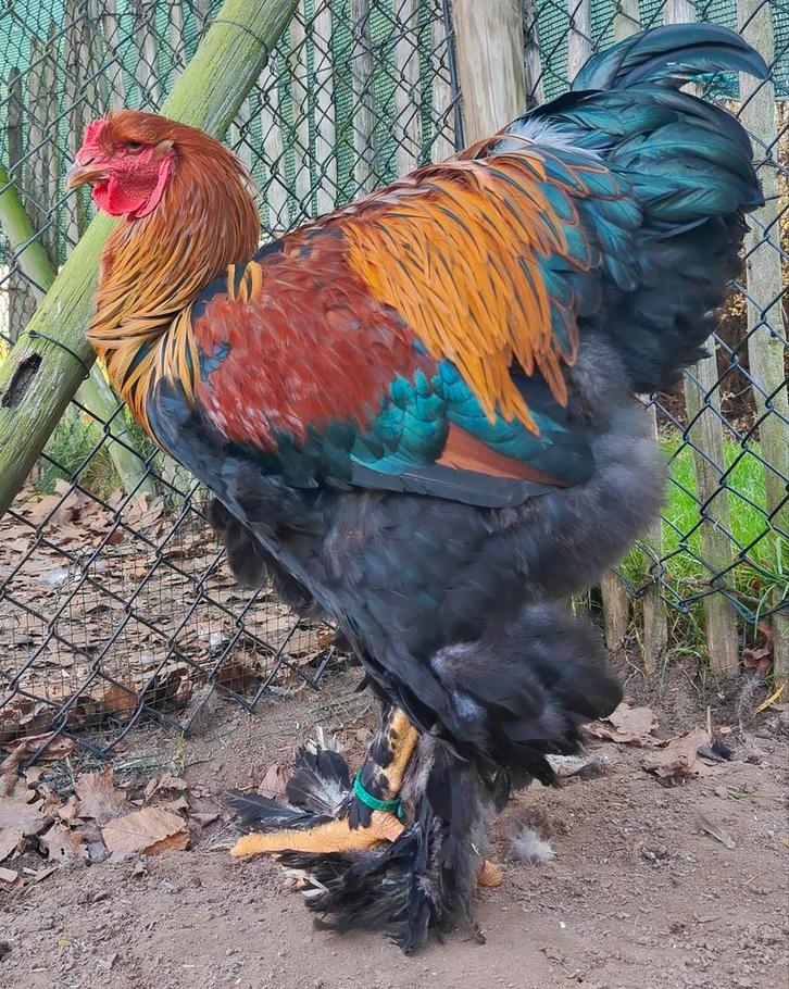 Brahma haan meerzomig patrijs, Dieren en Toebehoren, Pluimvee